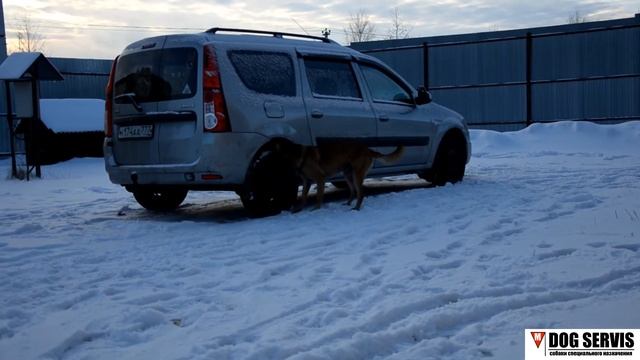 Тренировка по поиску взрывчатых веществ на транспорте смотреть онлайн