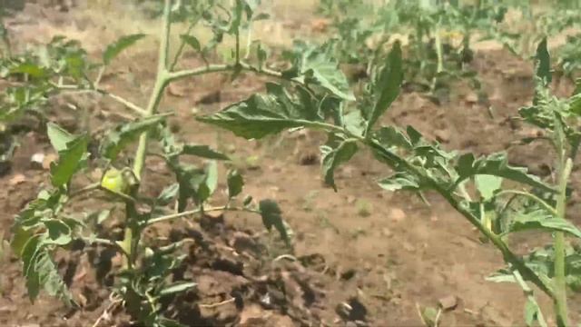 Chibilli, dolendo, sagatan All f1 tomatoes demo plants смотреть онлайн