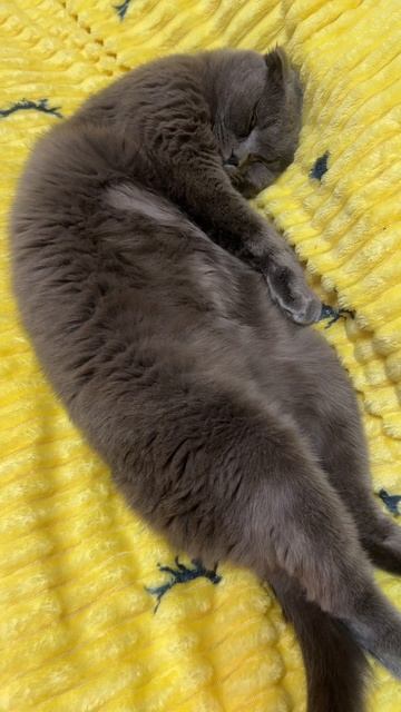 🔴 КОТ СМОКИ🔴 смотреть онлайн