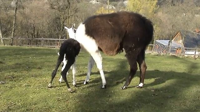 Lama 2013 02 12 16 49 38 смотреть онлайн