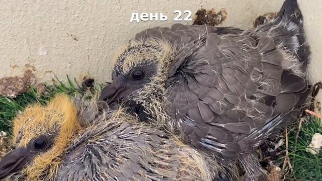 Жизнь голубиная, от яйцеклада до первого боевого вылета. смотреть онлайн