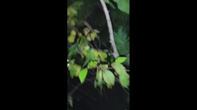 слэндермэн смотреть онлайн