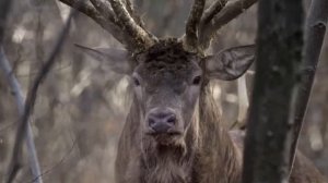 Учим названия и звуки животных. Много игрушек. Краб. Морж. Акула. Осьминог. Морской конёк для детей