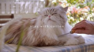 stay with cotton 6:00 утра Распорядок дня 👫🏻 Тайская кухня 🥘Уборка и уход за кошками 🐈