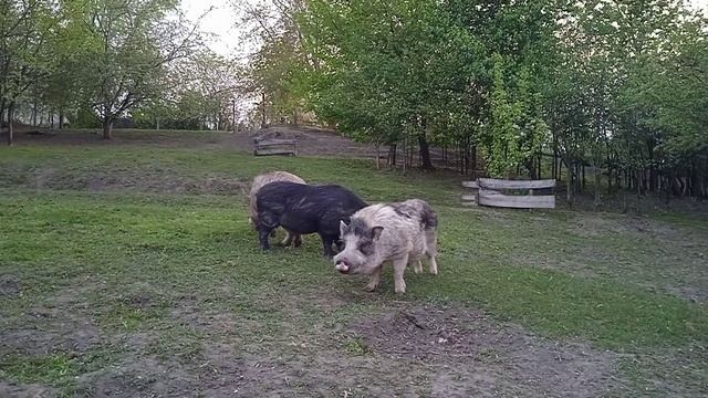 Питомник "Рязанская Диковинка", минипиги, микропиги, Рязань, свинки, поросята смотреть онлайн