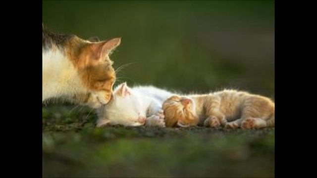 candan erçetin kedi смотреть онлайн