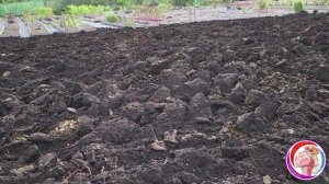 ПИТОМНИК КЛЕМАТИСОВ. КАК МЫ НАЧИНАЛИ. Встреча в клубе с цветоводами. Часть 2