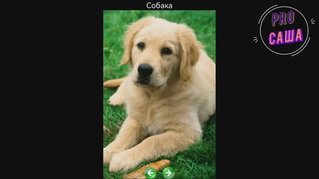 Развитие. Игры. Дети. Домашние животные. Мультики. Обучающие игры. Увлекательное обучение. смотреть онлайн