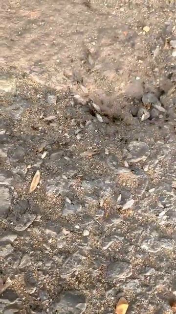 #муравьи    муравиный лёт