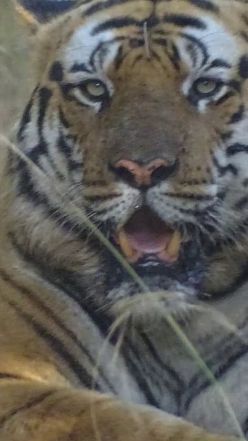 Angry Tiger Bandhavgarh National Park #junglesafari #trips #junglesafari #viral #viralshorts смотреть онлайн