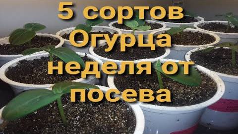 Рассада 5ти разных сортов ОГУРЦА. Неделя от посева #огороднаподоконнике смотреть онлайн