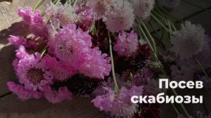 Посев скабиозы