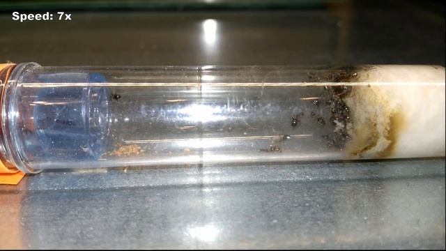 Lasius emarginatus - Przeprowadzka смотреть онлайн