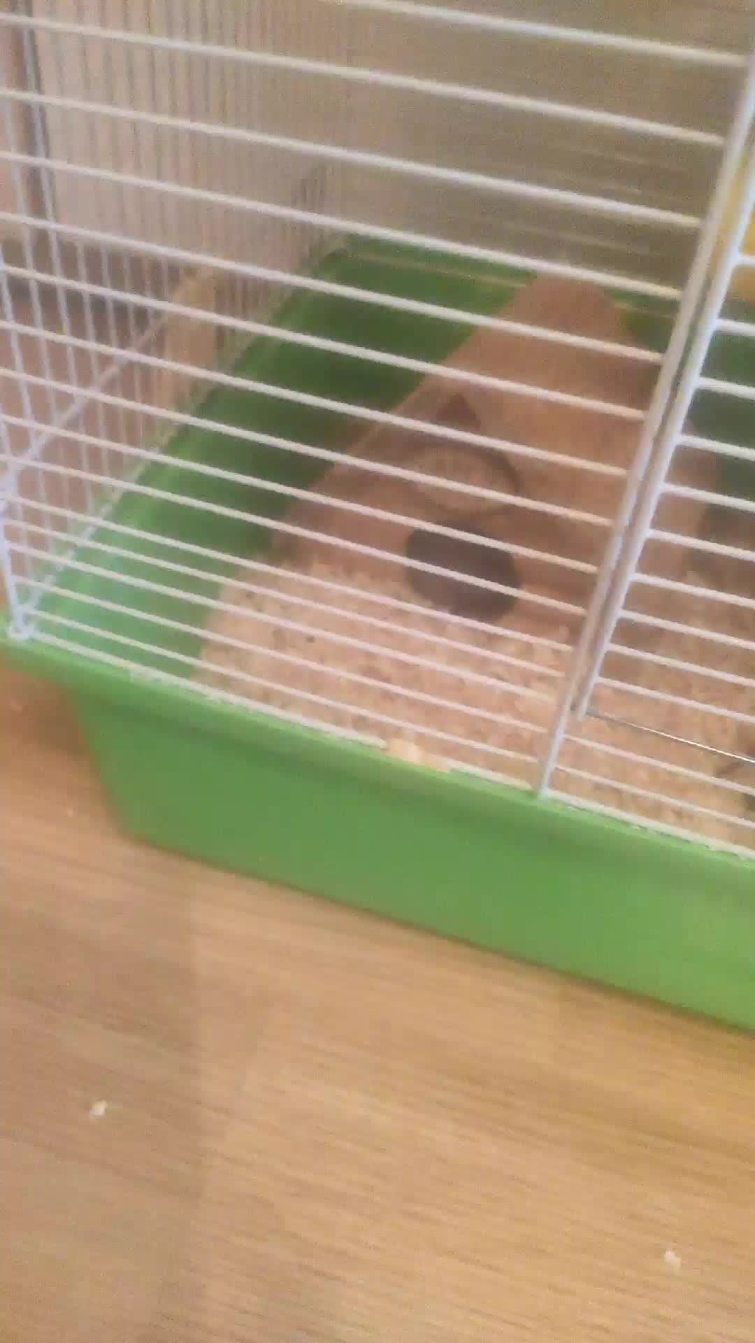 хомяк смотреть онлайн