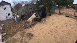 Польза развивающей площадки для собак