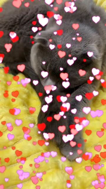 🔴КОТ СМОКИ🔴 смотреть онлайн