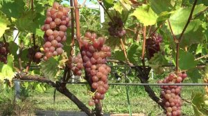 Виноград Пифос 2024г