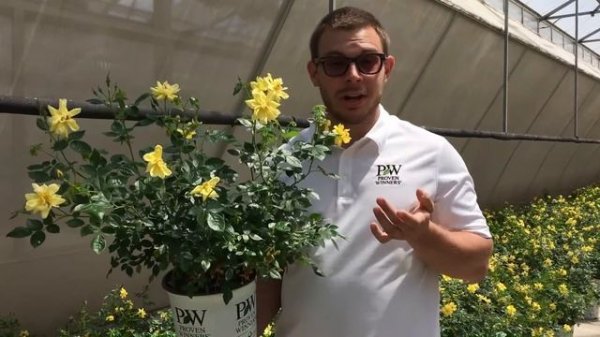 Fresh Oso Easy Lemon Zest Rose