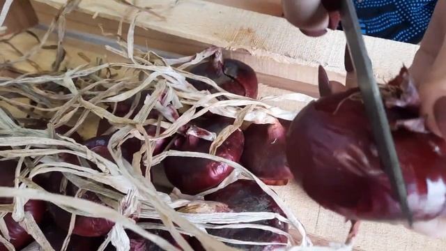 Лук ялтинский смотреть онлайн