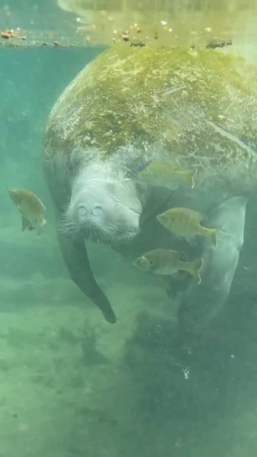 They Found an Absolute Unit смотреть онлайн