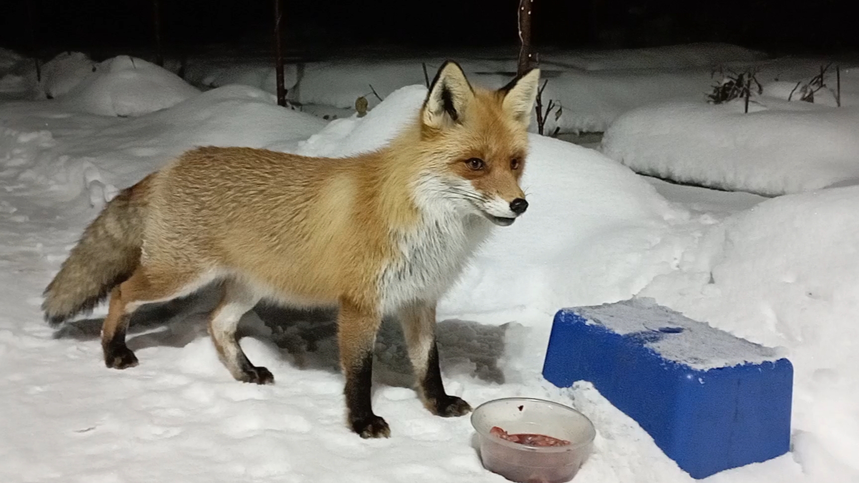 (968) Лиса приходит в гости. Март 2025 смотреть онлайн