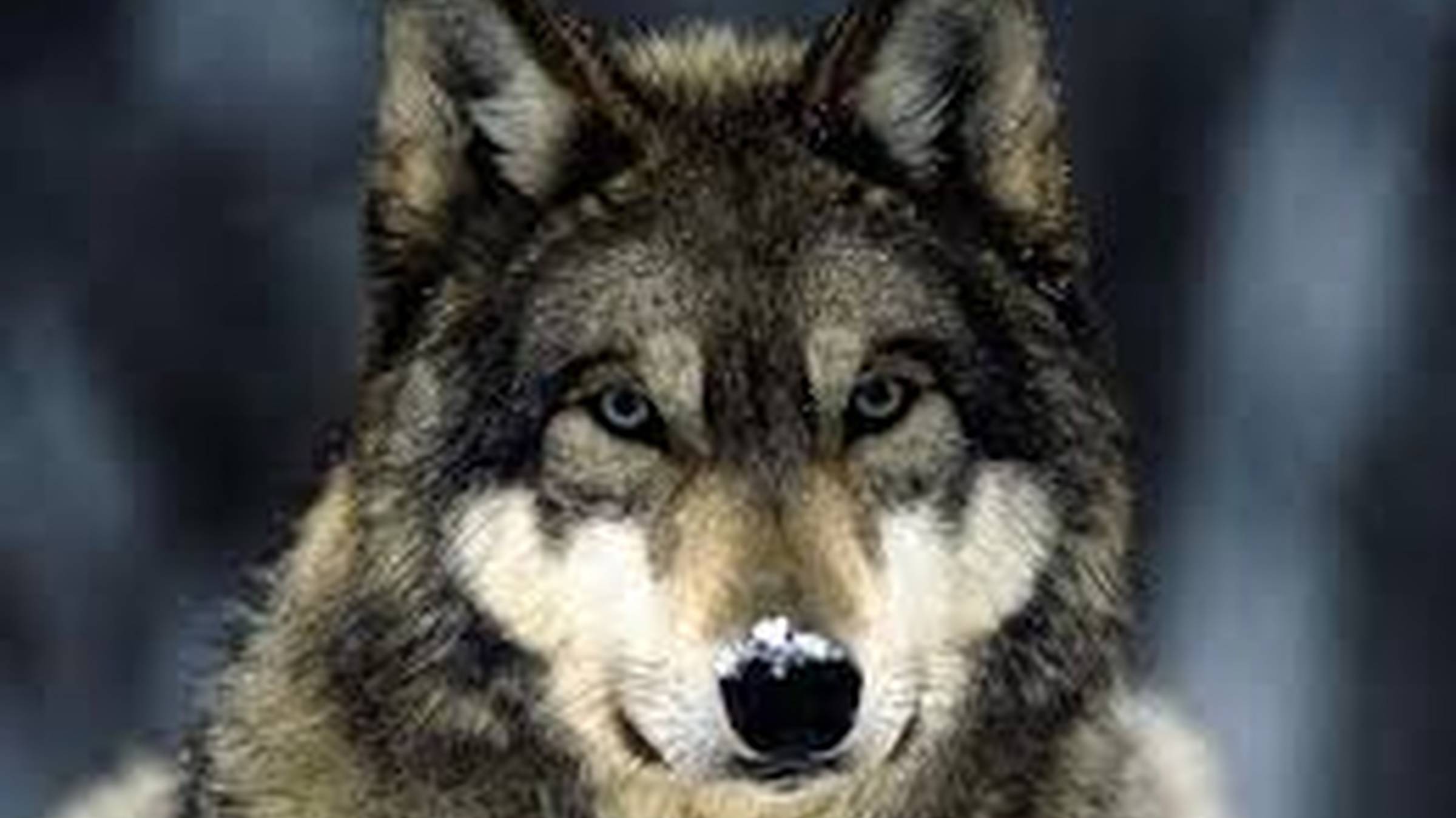 Месть волка. Интересная история про волка. смотреть онлайн