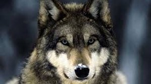 Месть волка. Интересная история про волка.