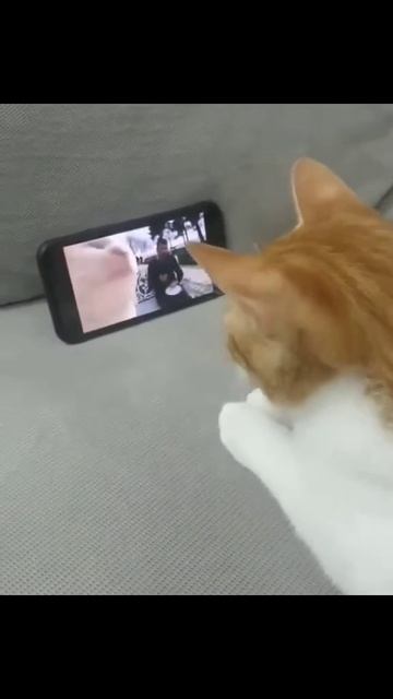 кошки тоже на созвоне😄 весна пришла☺️