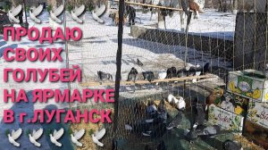 🕊🕊🕊 Продаю своих голубей на ярмарке в г.Луганск. Птичий рынок 01.03.25. Pigeons Fair. Bird Market