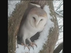 Совушка-сова. Авторский дуэт