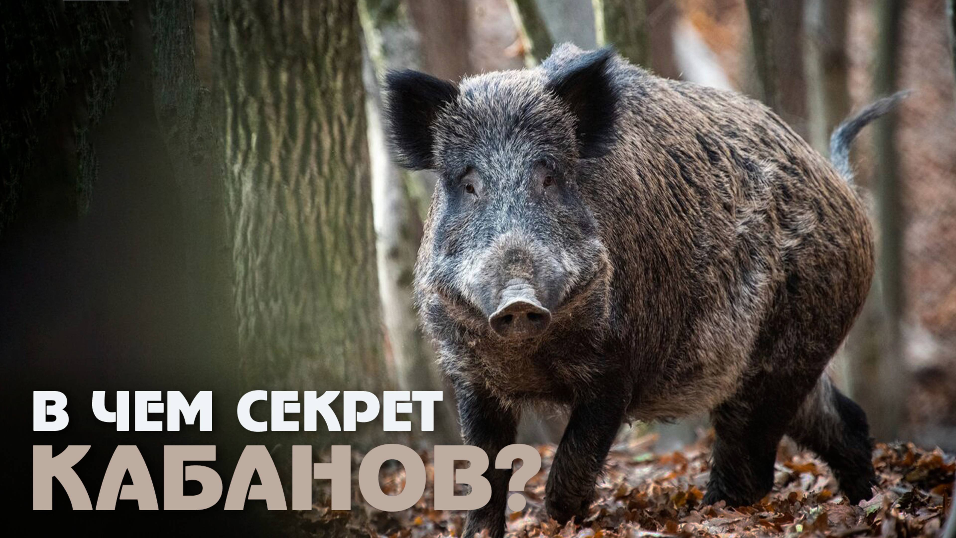Интересные факты о диких кабанах смотреть онлайн