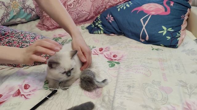 Диана "Сладкая мечта" - актирование третьего помёта. смотреть онлайн