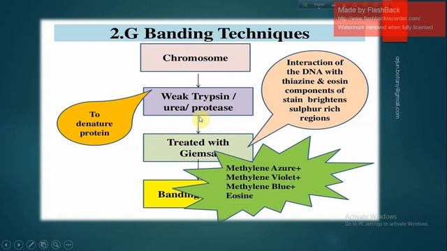 Genetics_Chromosome banding || смотреть онлайн
