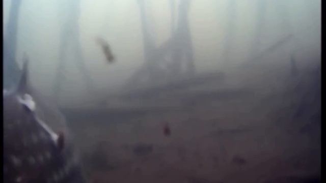 НАШЕЛ КАРАСЕЙ МОНСТРОВ!!На ДЕШЕВУЮ ПОДВОДНУЮ КАМЕРУ! смотреть онлайн