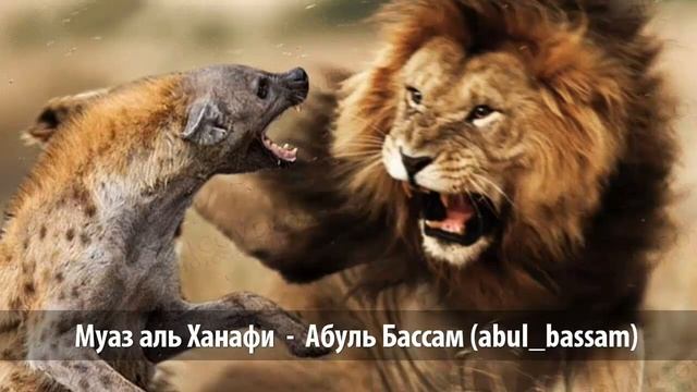 Диспут между Ахлю сунна - хабашит | Прямой эфир