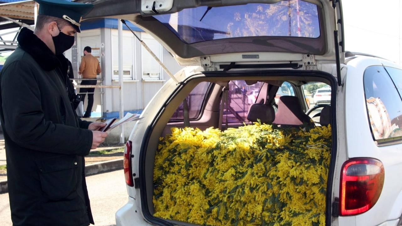 Абхазская мимоза. История с задержанием на границе разрешилась? смотреть онлайн