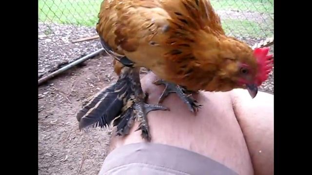 Chicken Nugget 2 (Mille Fleur Bantam d'Uccle) смотреть онлайн