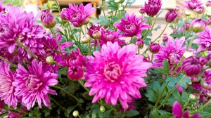 За женщин всех я поднимаю свой бокал