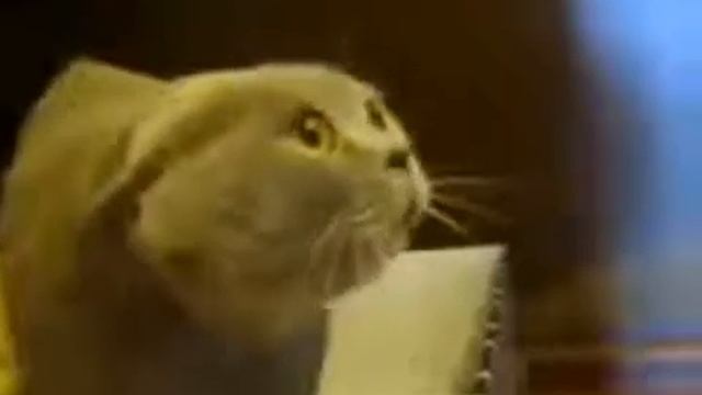 Кот ворчун!!! Прикол!!! смотреть онлайн