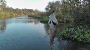 ОТВОДНОЙ ПОВОДОК ИЛИ ДЖИГ? НАПАЛ НА СТАЙКУ ДОБРЫХ ОКУНЕЙ.