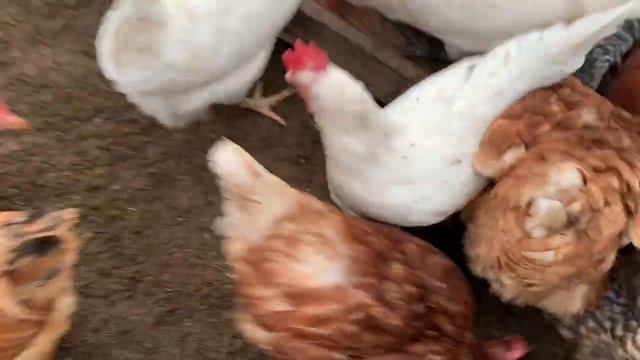 Неровное яйцо всегда сносит курица ,можно ли такое инкубировать_ Мешанка для кур _ 12 февраля 2025г смотреть онлайн