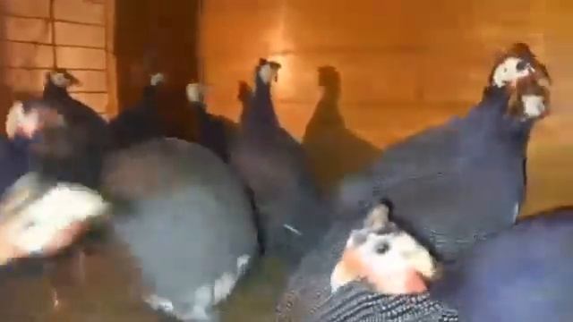 сесаркалприм смотреть онлайн