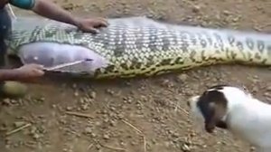 Анаконда не знала так будет лучше #21 популярные видео