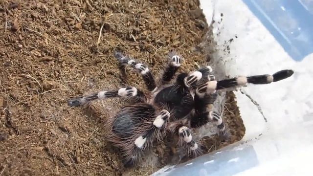 May 2017 Tarantula Feeding Part 2 Of 2 смотреть онлайн