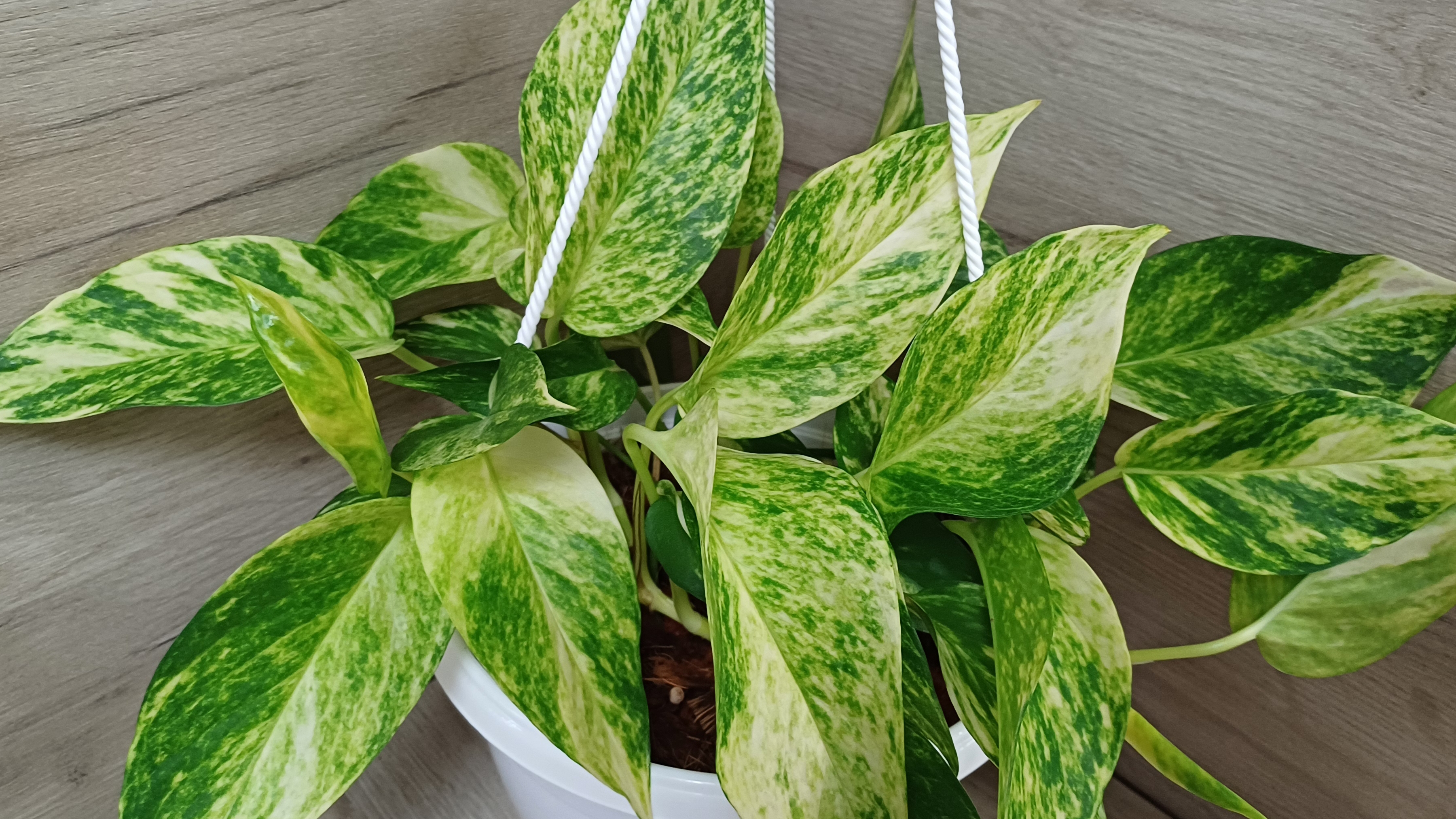 Дела цветочные в самом разгаре🫡🪴 смотреть онлайн