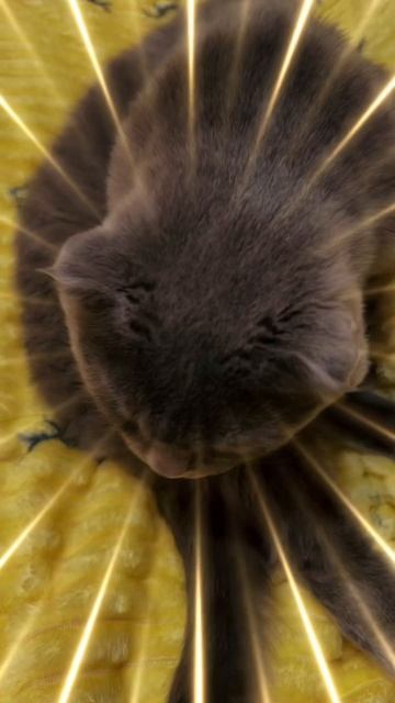 🔴КОТ СМОКИ🔴 смотреть онлайн