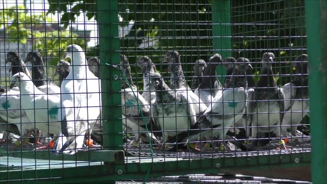 #2 Птенцы Будапештских май 2019г. смотреть онлайн