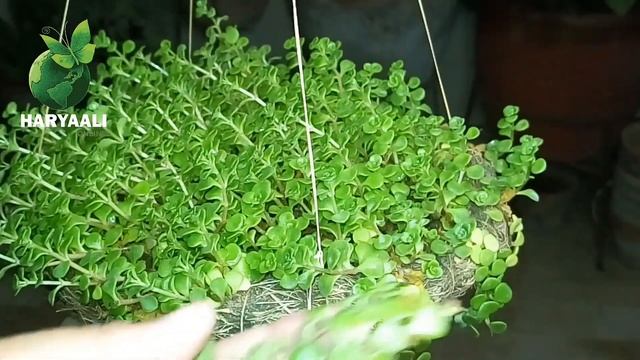Fast Growing Hanging Plant Sedum Makinoi Care and Propagation by HaryaaliOnline смотреть онлайн