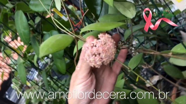 💚Hoya erythrostemma pink💚 смотреть онлайн
