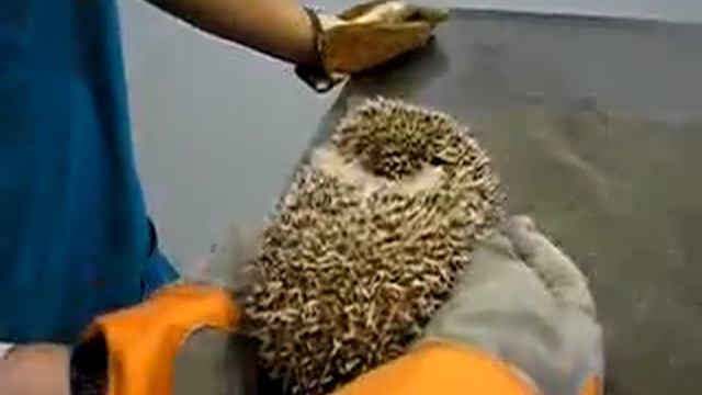 как плачет ёжик смотреть онлайн